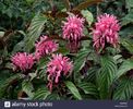 brazilian-plume-flower-justicia-carnea-syn-jacobinia-carnea-AWKM2N