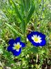 Convolvulus tricolor ‘Blue Ensign’