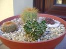Grup de 4 cactusi