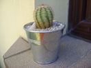 Echinocereus reichenbachii ssp. baileyi