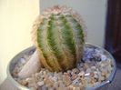 Echinocereus reichenbachii ssp. baileyi