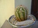 Echinocereus reichenbachii ssp. baileyi