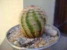 Echinocereus reichenbachii ssp. baileyi