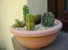 Grup de 6 Echinocereus