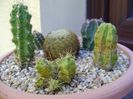 Grup de 6 Echinocereus