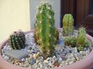 Echinocereus stramineus (Strawberry Cactus sau Pitaya)
