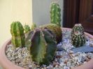 Echincereus subinermis