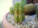 Echinocereus viereckii ssp. morricalii