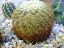 Echinocereus carmenensis (Viridiflorus ssp. correllii)