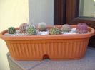 Grup de 7 Echinocereus