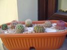 Grup de 7 Echinocereus