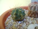 Echinocereus knippelianus