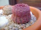 Echinocereus rigidissimus v. rubispinus