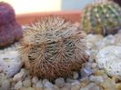 Echinocereus dasyacanthus