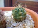 Echinocereus knippelianus