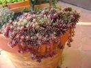 Sempervivum