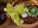 Sempervivum