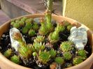 Sempervivum