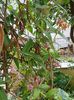 Lonicera roz-mov, fara parfum dar atragator pt albine
