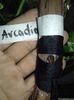 Arcadia coarda lignificata subscoarță altoi chip