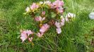 IMG-20190607-WA0006