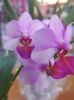 ORHIDEE PHALAENOPSIS LIU'S BERRY USOR PARFUMAT