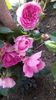 IMG-20190607-WA0020
