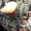 Astrophytum