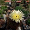 Notocactus schloserii