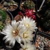 Gymnocalycium