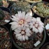 Gymnocalycium