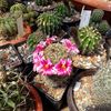 Mammillaria