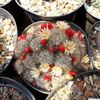 Mammillaria prolifera cu fructe si flori