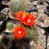 Rebutia  flori rosii