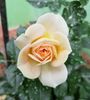 20190608_135146(0)