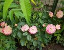 20190608_135406 (2)