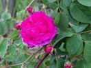 Aimable Rouge