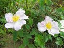 rosa sancta