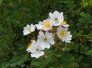 rosa multiflora