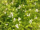 rosa multiflora