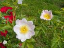 rosa canina si Robusta