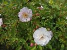 Rose Delacroix