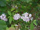 deutzia Mont Rose