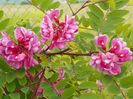 robinia hispida