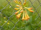 lonicera Golden Trumpet
