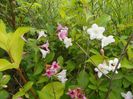 weigela