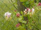 lonicera Belgica