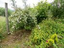 rosa canina si Himmelsauge