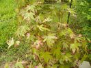 acer palmatum Asahi Zuru