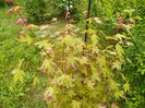 acer palmatum Asahi Zuru